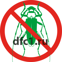 Жук короед в Волгограде
