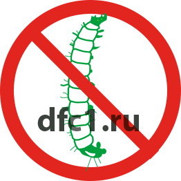 Жук древоточец в Волгограде