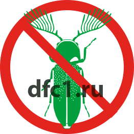 Жук точильщик в Волгограде