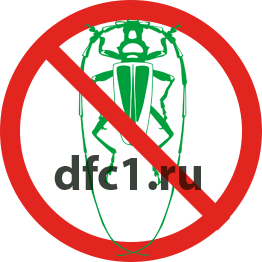 Жук усач в Волгограде