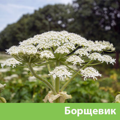 Уничтожение сорняка в Волгограде