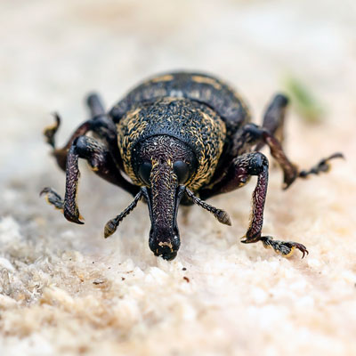 Долгоносик в Волгограде фото