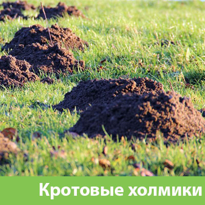 Кроты на участке в Волгограде