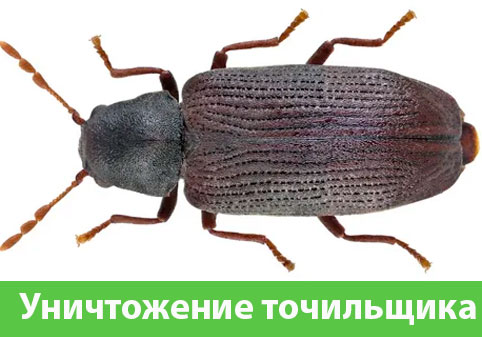 Обработка от точильщика в городе Волгоград