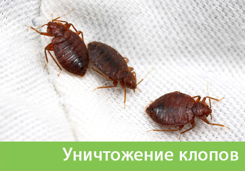 Уничтожение клопов в городе Волгоград