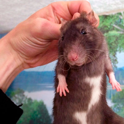 Крысы в Волгограде