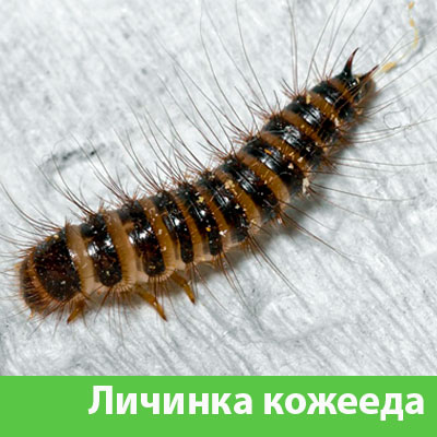 Личинка Кожееда в Волгограде