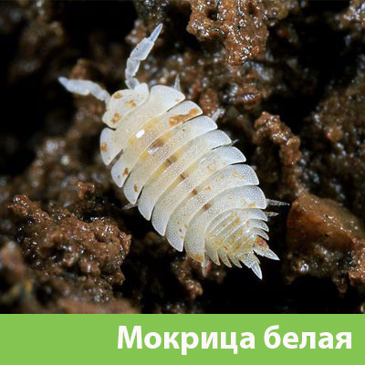 Мокрица в Волгограде фото