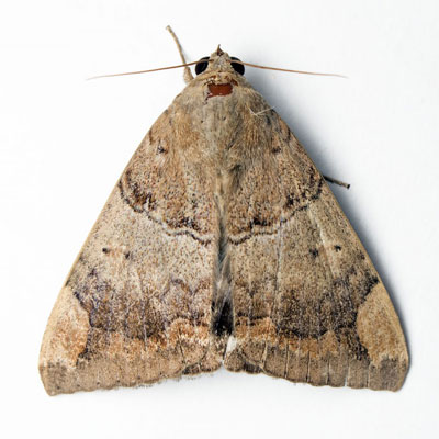 Моль в доме в Волгограде