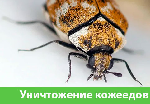 Обработка от кожееда в городе Волгоград 