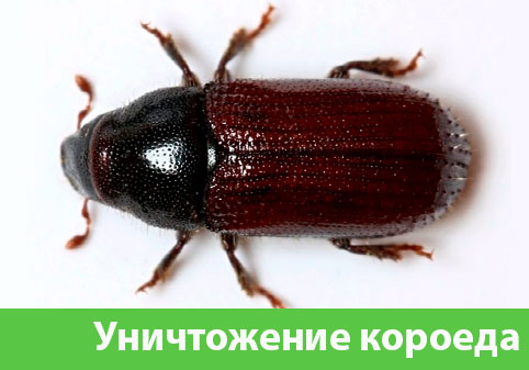 Обработка от короеда в городе Волгоград