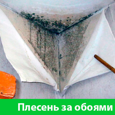 Удаление плесени в Волгограде