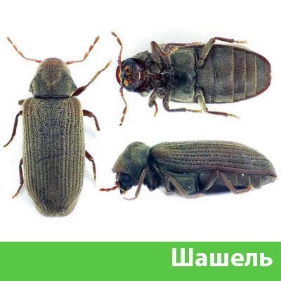 Обработка от шашеля в городе Волгоград