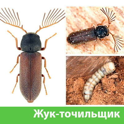 Уничтожение точильщика и личинок в Волгограде