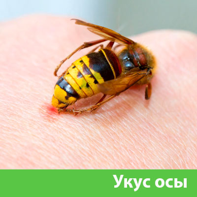Профессиональное уничтожение ос и шершней в Волгограде
