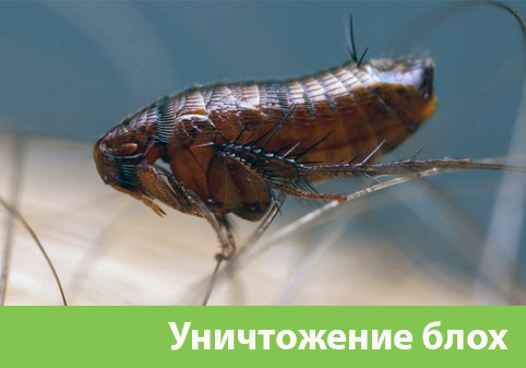 Уничтожение блох в городе Волгоград