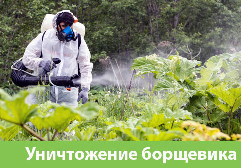 Уничтожение Борщевика в городе Волгоград