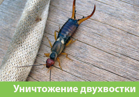 Уничтожение двухвостки в городе Волгоград