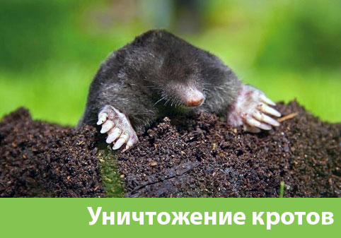 Уничтожение кротов в городе Волгоград