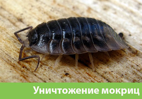 Мокрицы в квартире в городе Волгоград