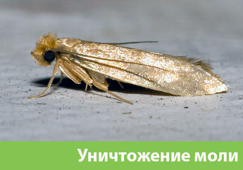 Уничтожение моли в городе Волгоград 