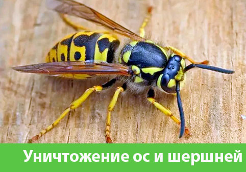 Уничтожение ос и шершней в городе Волгоград