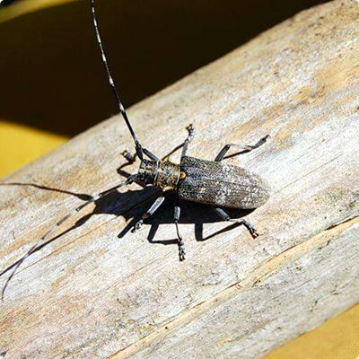Уничтожение насекомых на всех стадиях развития в Волгограде